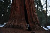 Abraçando uma gigantesca sequoia no Sequoia National Park, na Califórnia - EUA